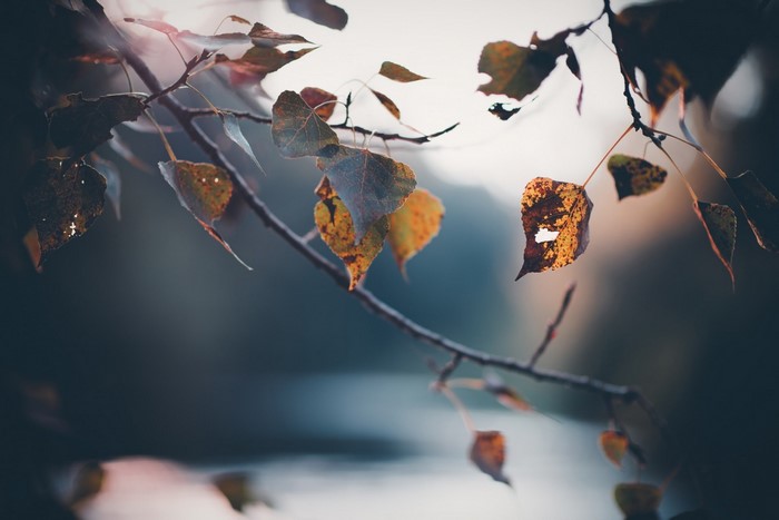 Autumn leaves on a branch with shallow depth of field