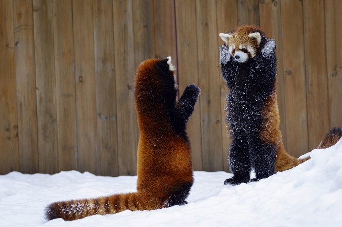 Two red pandas standing in the snow