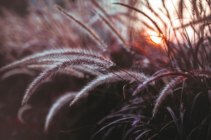 Close up of grass with sunset light