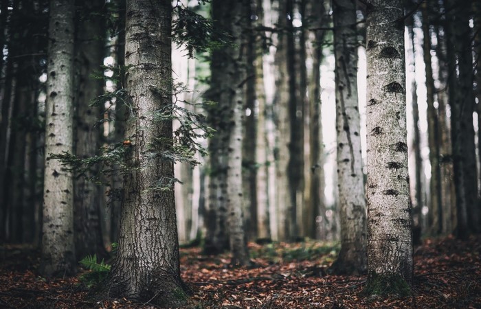 Trees in a forest with fallen leaves on the ground