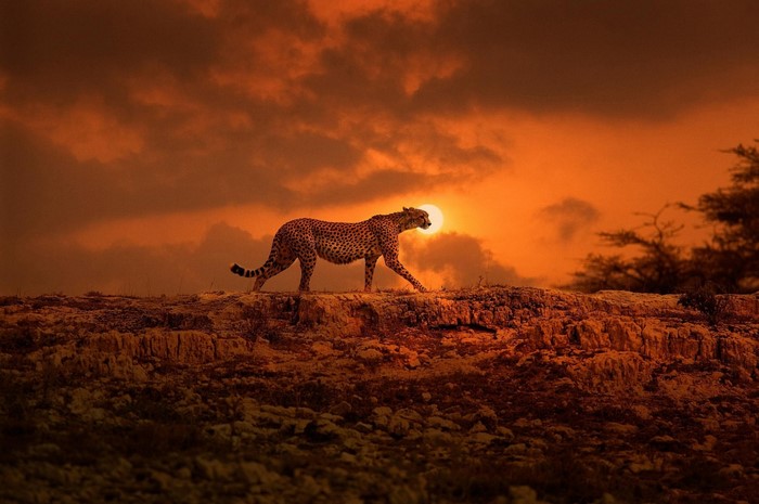 Cheetah Walking at Sunset on Rocky Plain
