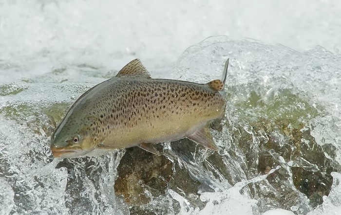 Salmon like fish jumping in river rapids