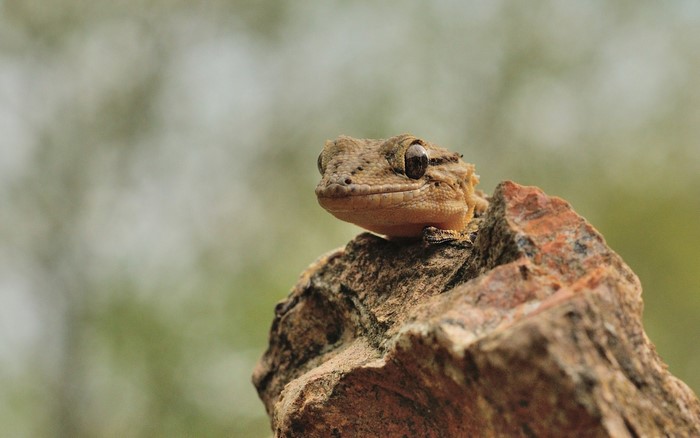 Close up of a crested gecko on a rock