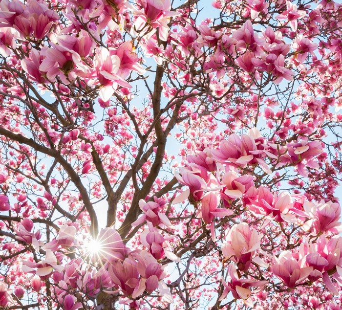 Pink Magnolia Tree Blossoms in Sunlight