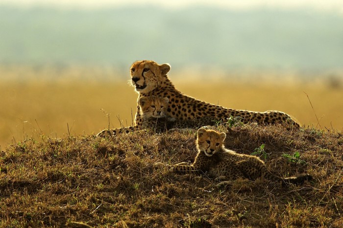 Cheetah mother and cubs resting on a grassy hill