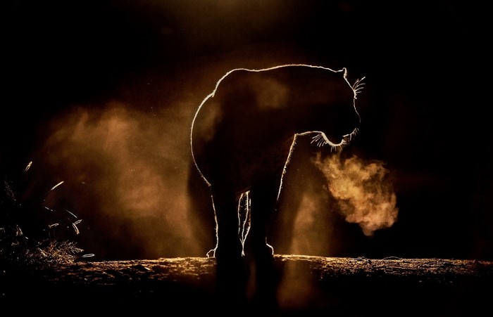 Silhouette of a lion breathing steam at night