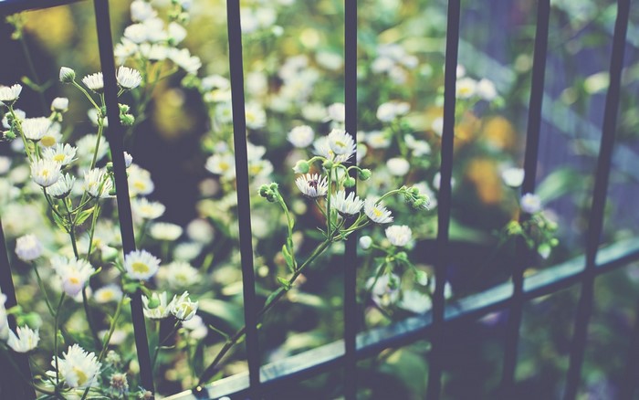 White wildflowers behind a dark metal fence