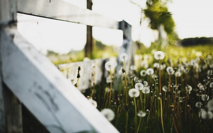 Dandelions by a white wooden fence in sunlight