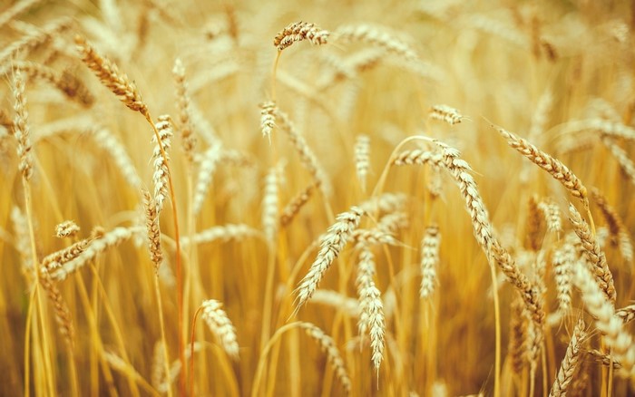 Close up of a wheat field in sunlight