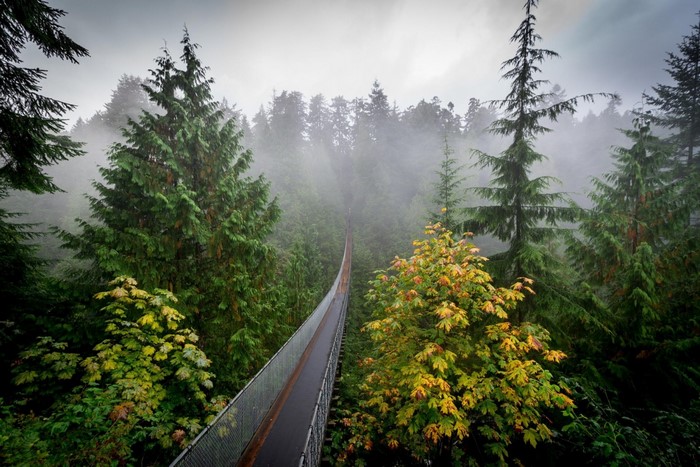 Suspension bridge in a misty forest with autumn leaves