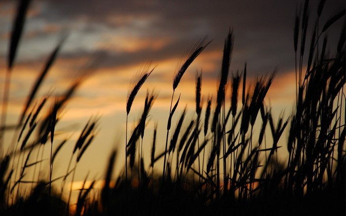 Silhouette of wheat stalks against a sunset sky