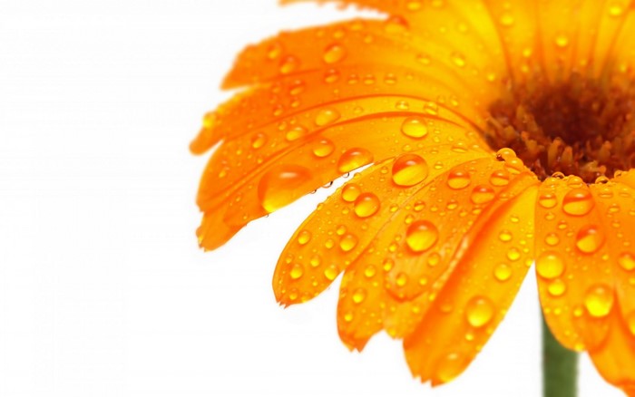 Orange gerbera daisy with water drops