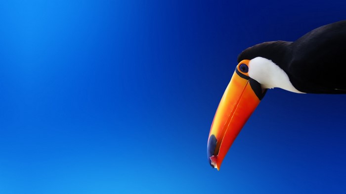 Toucan with large orange beak against blue sky