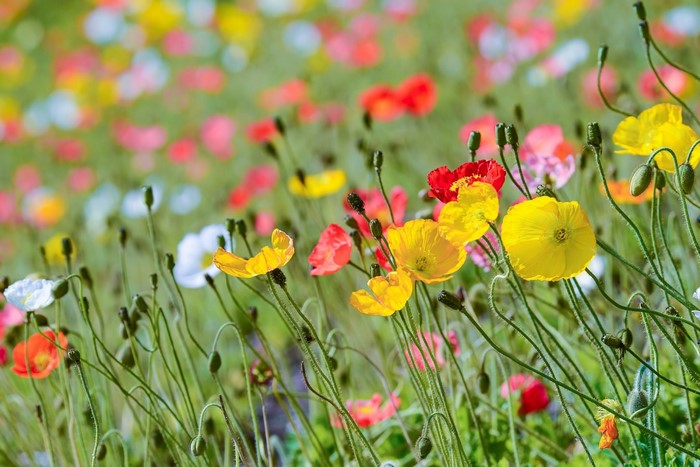 Field of colorful poppies in bloom
