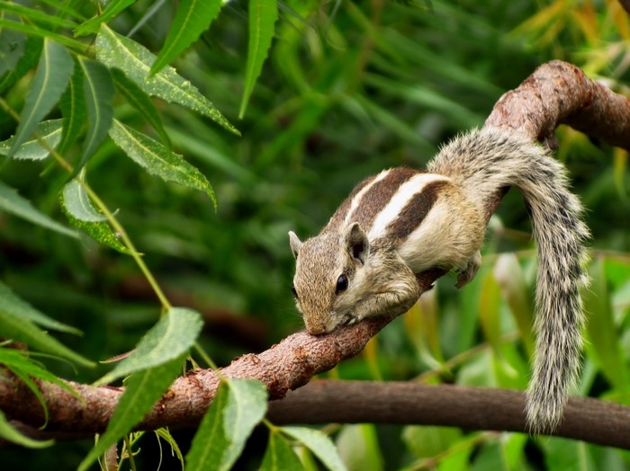 Squirrel on a tree branch with green leaves