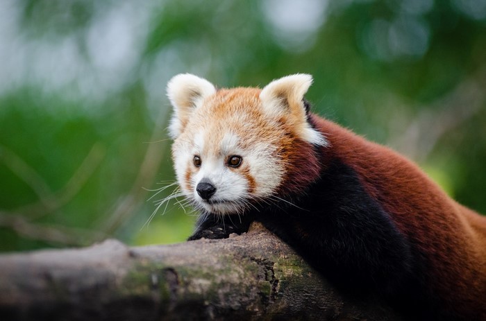 Red panda resting on a tree branch