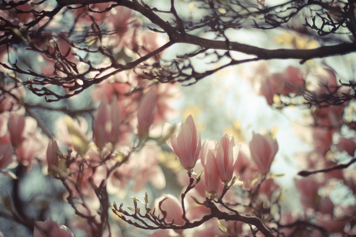 sunlight, nature, plants, branch, cherry blossom, blossom, spring ...