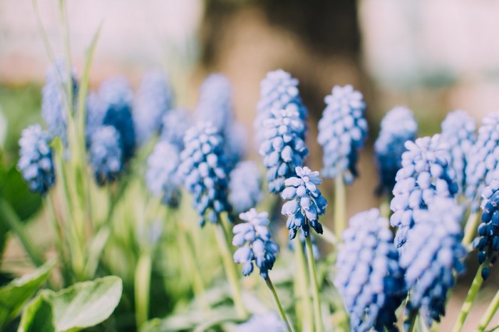 Blue Muscari flowers in a garden