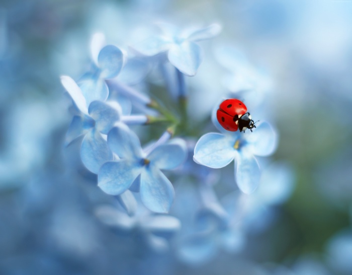 Ladybug on a blue flower