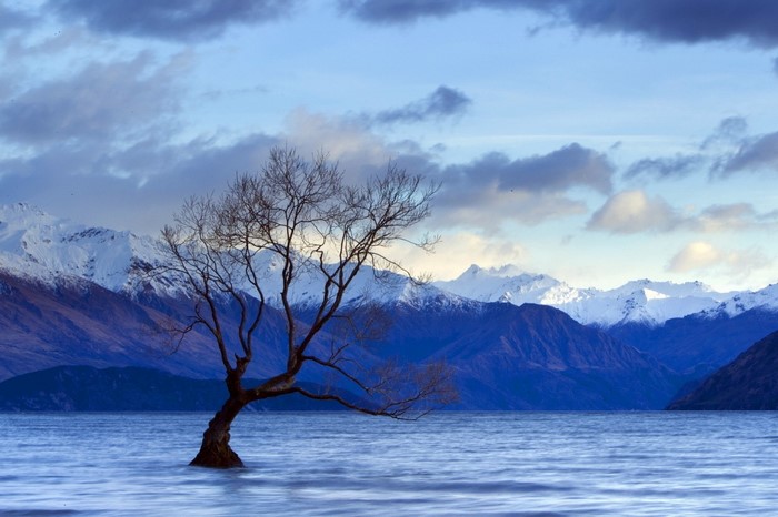 Lone tree in a lake with snow-capped mountains