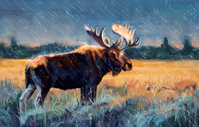 Moose in a rainy grassland