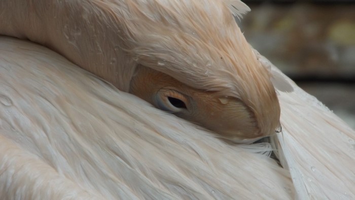 Close up of a pelican's eye and feathers