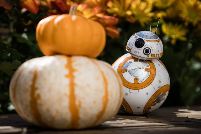 BB-8 droid with pumpkins and flowers