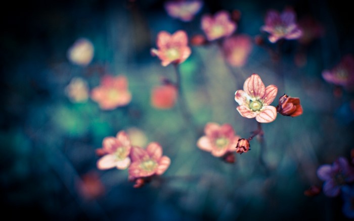 Macro photography of pink and red flowers