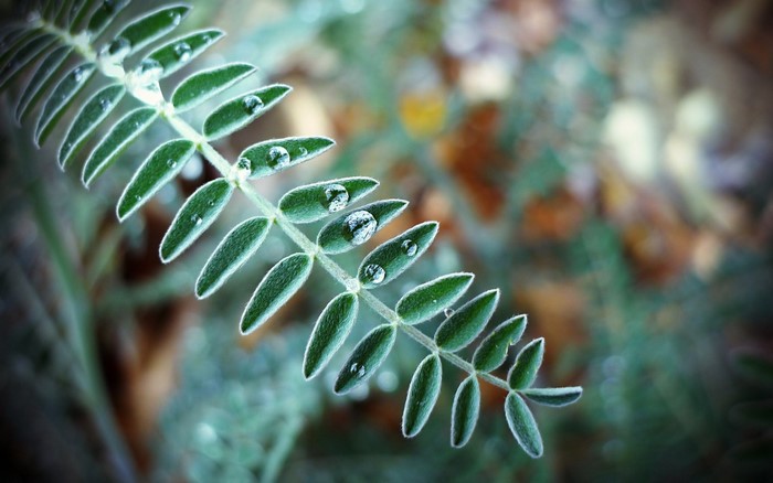 Close-up of a green plant branch with water drops