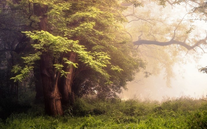 Misty forest with sunlight filtering through trees