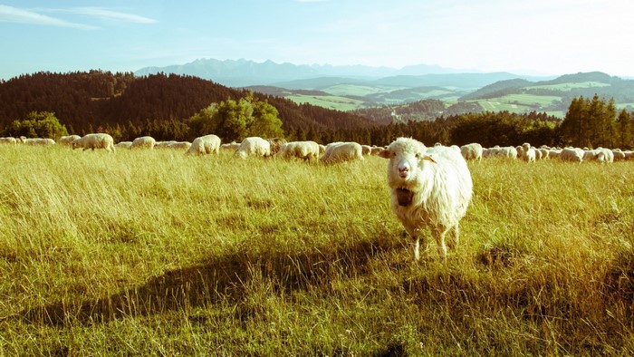 Sheep grazing in a grassy field with mountains in the background