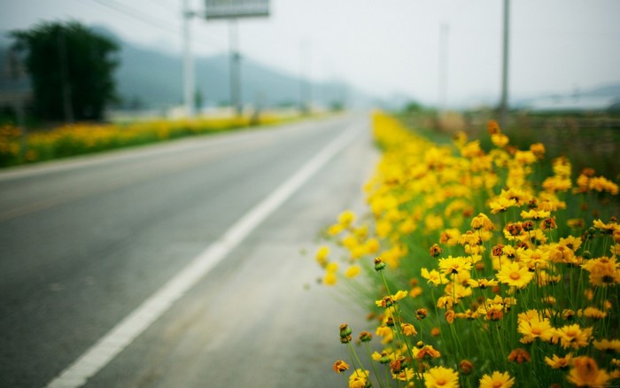Roadside yellow flowers with a road in the background