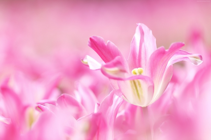 4K Pink Lily Macro
