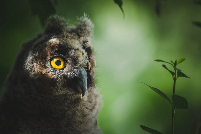 Close up of a young owl with bright yellow eyes