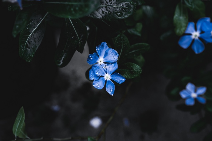 Blue flowers with water droplets