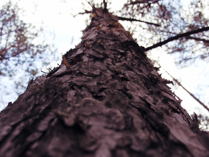 Worm's eye view of a tree trunk in a forest