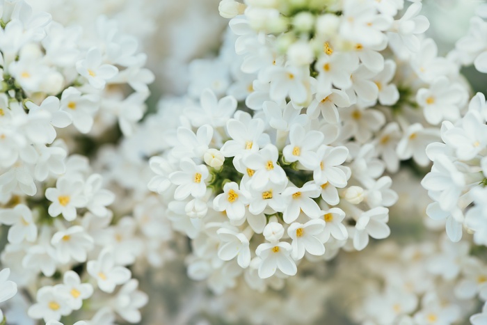 White Lilac Flowers in Bloom