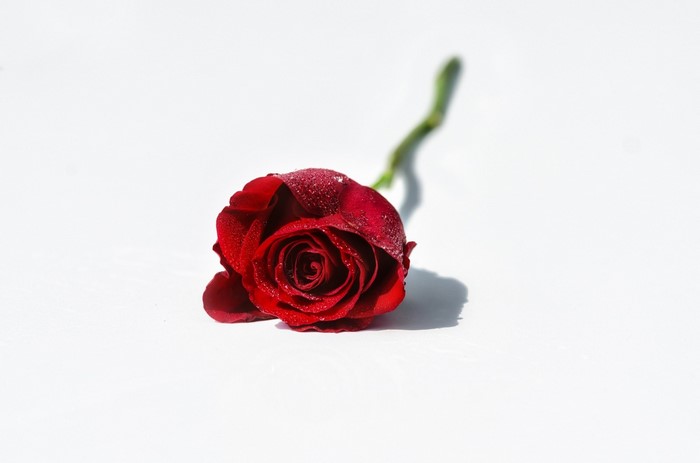 Red rose with water droplets on white background