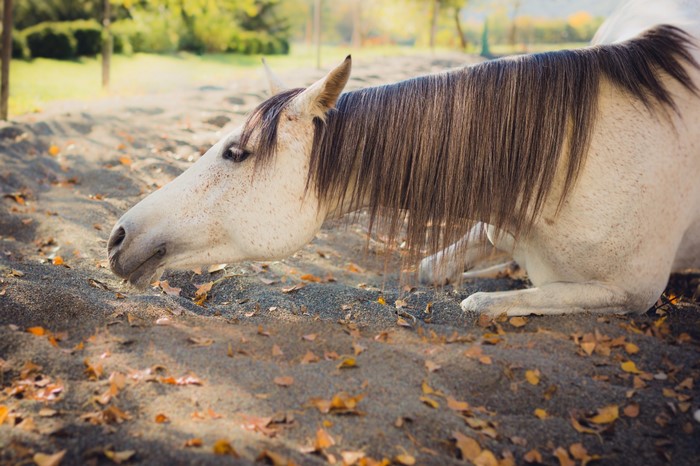 White horse lying on the ground with fallen leaves
