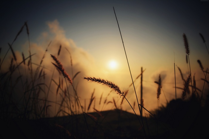 4K Bokeh Field Macro
