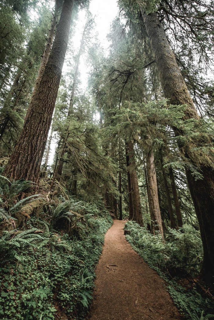 A winding path through a dense, old-growth forest