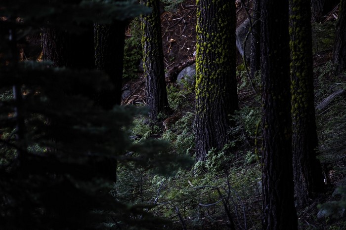 Deer in a mossy forest