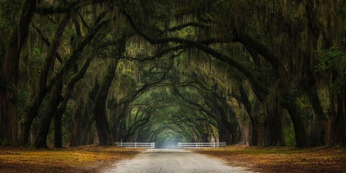 Tunnel of Oak Trees with Spanish Moss and White Gates