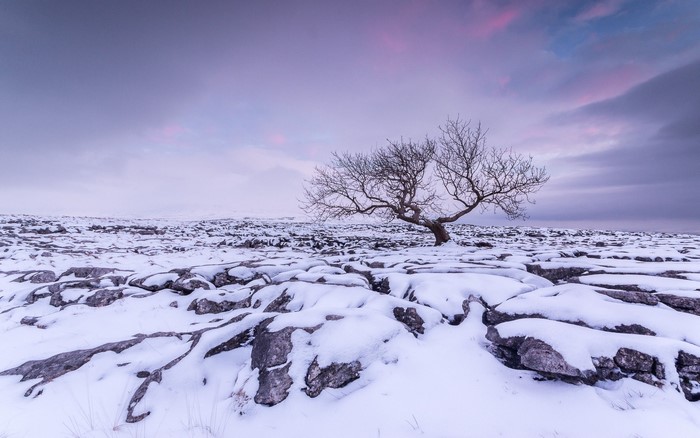 Bare tree on snowy limestone pavement under purple sky