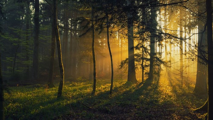Sunbeams filtering through trees in a forest