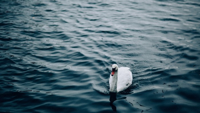 Serene White Swan Gliding on Calm Water