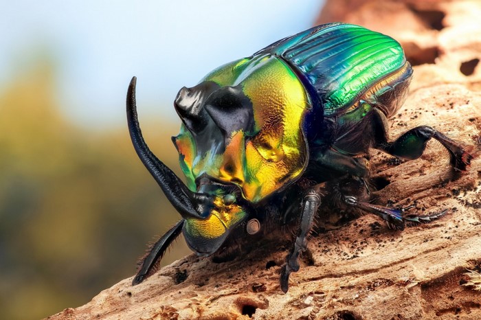 Close-up of a metallic green and gold beetle with a horn