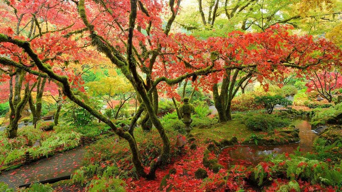 Vibrant Autumn in a Japanese Garden
