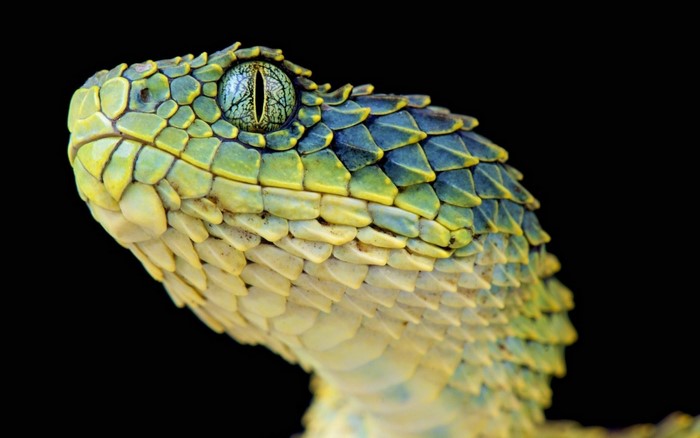 Close-up of a green and yellow viper snake's head