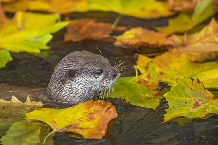Otter swimming among autumn leaves